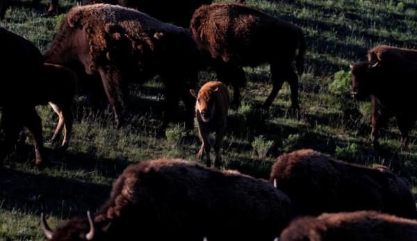 一位黄石公园的游客抱起了一头小野牛在它的牧群拒绝它后，它被处死