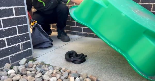 在新南威尔士州的院子里，藏在儿童游泳池下面的“冷”蛇被抓住了