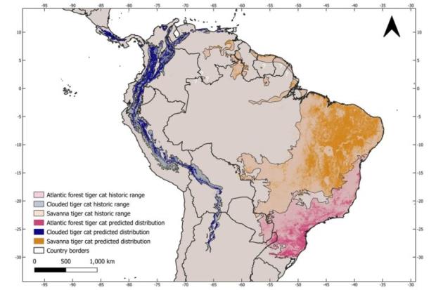 A graphic indicating the historical and predicted current distribution of the three tiger cat species. Co<em></em>nservationists agree an accurate revision of the tiger cat complex is essential to co<em></em>nservation progress across Latin America. Image courtesy of de Oliveira et al., 2024. Article title - A tiger cat gains new species designation, but co<em></em>nservation challenges remain