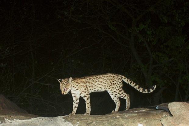 Leopardus tigrinus, or the savanna tiger cat. As its name suggests, this species roams savanna grasslands including the Cerrado and Caatinga, two highly threatened biomes. Study lead author Tadeu de Oliviera said co<em></em>nservation of this tiger cat is at a critical stage, with Brazil a priority country for its preservation. Image courtesy of the Tiger Cat Co<em></em>nservation Initiative. Article title - A tiger cat gains new species designation, but co<em></em>nservation challenges remain