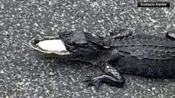 失踪的鳄鱼上颚在佛罗里达获救接下来是
