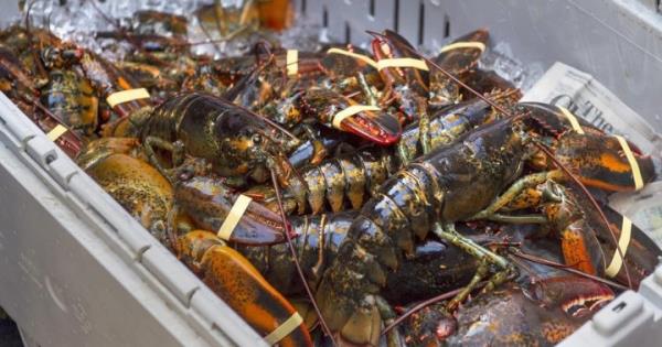 新斯科舍省打算将购买非应季龙虾的罚款提高到100万美元