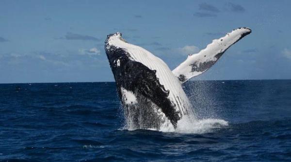 在澳大利亚海域，大量愤怒的鲸鱼撞向一艘船，造成1人死亡，1人受伤 