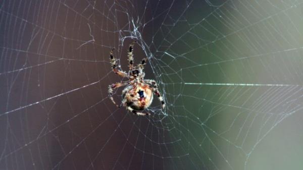 专家说，6种方法可以防止你的车库出现蜘蛛 